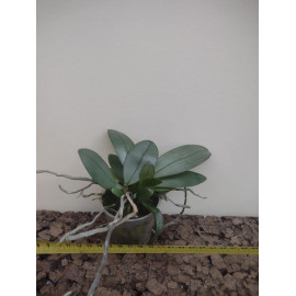 Phalaenopsis lindenii x...
