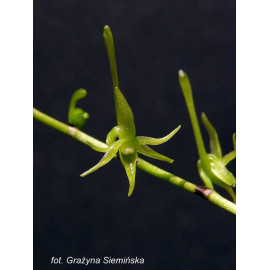 Angraecum calceolus (FS)