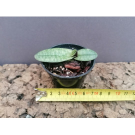 Paphiopedilum myanmaricum...