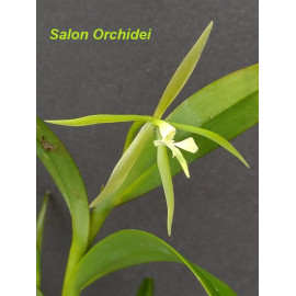 Epidendrum sp. (FS)
