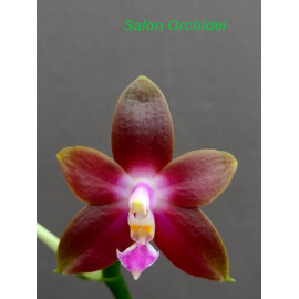 Phalaenopsis Penang Girl (FS)