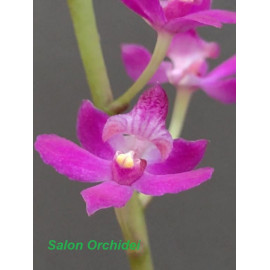 Phalaenopsis pulcherrima...