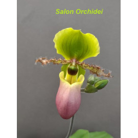 Paphiopedilum victoria -...