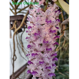 Rhynchostylis retusa (FS)