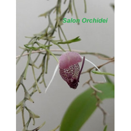 Scaphosepalum breve (FS)