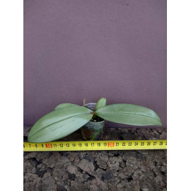 Phalaenopsis mannii x...