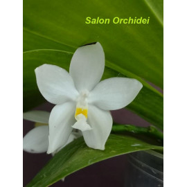 Phalaenopsis ((micholitzii...
