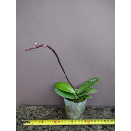Phalaenopsis equestris Red...
