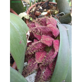 Bulbophyllum phalaenopsis...