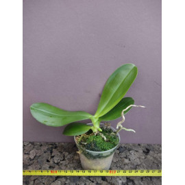 Phalaenopsis Yungho...