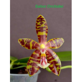 Phalaenopsis Mambo (mannii...