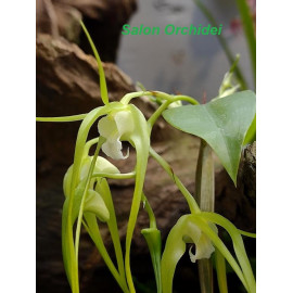 Dendrobium tetragonum alba...