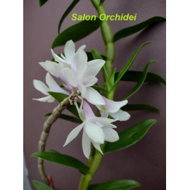 Dendrobium aphanochilum x...