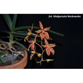 Renanthera monachica (FS)