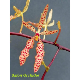 Holcoglossum subulifolium x...