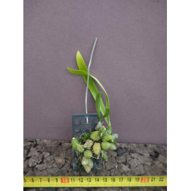 Bulbophyllum khaoyaiense  (FS)