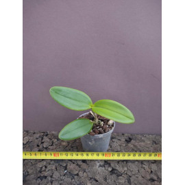 Cattleya granulosa (NFS)