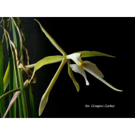 Epidendrum falcatum (FS)