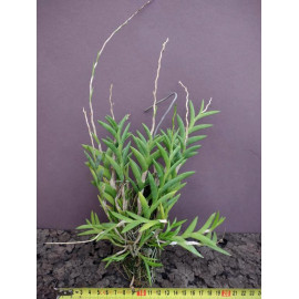 Dendrobium keithii (FS)