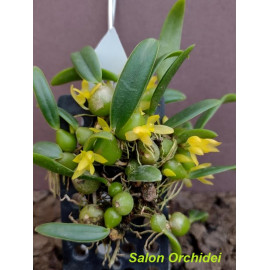 Trias oblonga (Bulbophyllum...