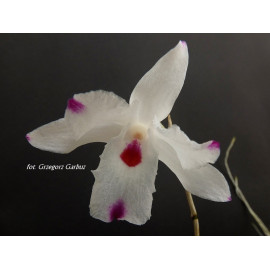 Dendrobium annae (FS)
