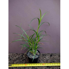 Arundina graminifolia (FS)