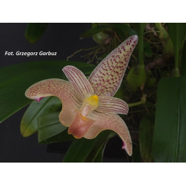 Bulbophyllum palawanense (NFS)