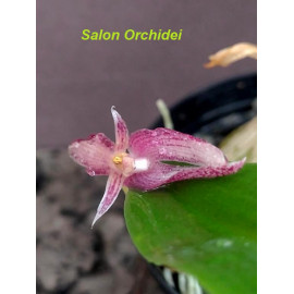 Bulbophyllum lilacinum x...