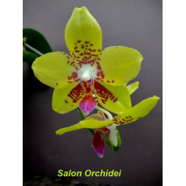 Phalaenopsis Summer Lady (FS)