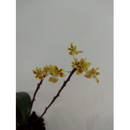 Phalaenopsis chibae (FS)