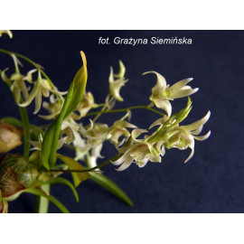 Dendrobium gregulus (FS)