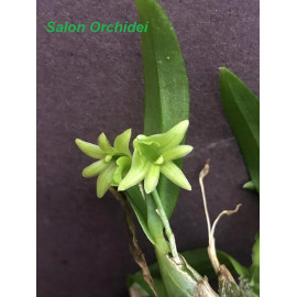 Dendrobium kanburiense (FS)