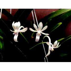 Vandachostylis Lou Sneary...
