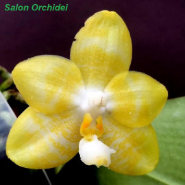 Phalaenopsis Yins Spring...