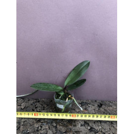 Phalaenopsis Amber (NFS)