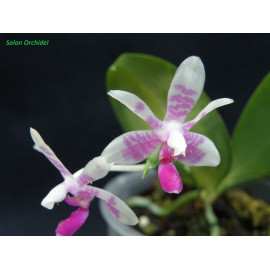 Phalaenopsis modesta (NFS)