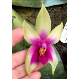 Phalaenopsis bellina ‘Glory...