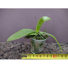 Phalaenopsis (micholitzii x...