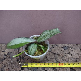 Phalaenopsis philippinensis...