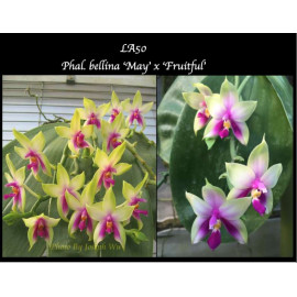 Phalaenopsis bellina ‘May’...