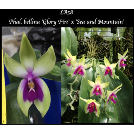 Phalaenopsis bellina ‘Glory...