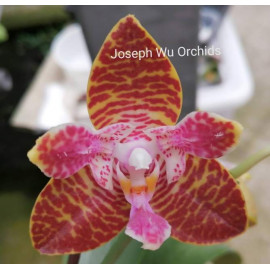Phalaenopsis Joy Northeast...