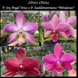 Phalaenopsis Joy Angel...