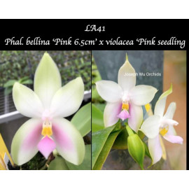 Phalaenopsis Samera...