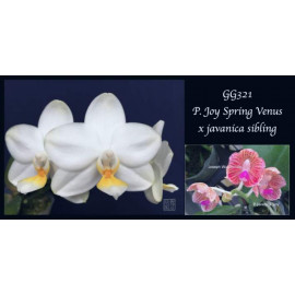 Phalaenopsis Joy Venus's...