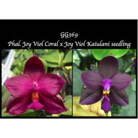 Phalaenopsis Joy Viol Coral...