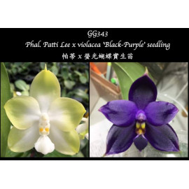 Phalaenopsis Patti Lee x...