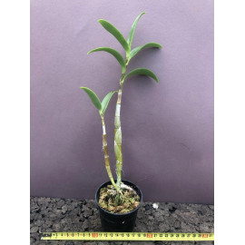 Dendrobium tangerinum (FS)