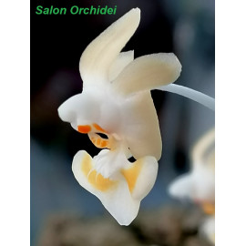 Phalaenopsis gibbosa (FS)