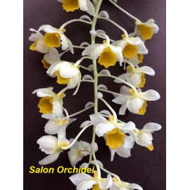 Dendrobium thyrsiflorum (FS)